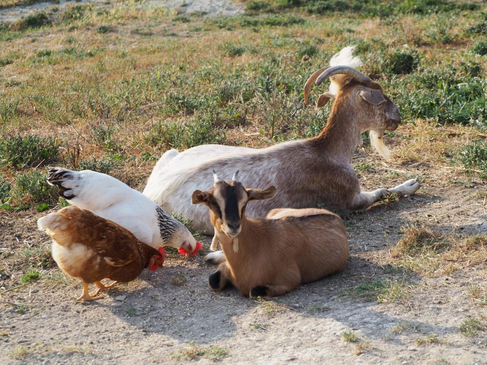 Agriturismo Il Castellaro Sassoferrato Zewnętrze zdjęcie